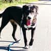 Nanda sucht ein neues Zuhause