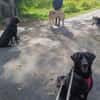 Nanda sucht ein neues Zuhause