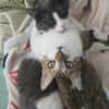 Gigi und Glorious aus dem Tierschutz