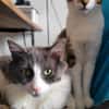 Gigi und Glorious aus dem Tierschutz