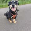 Klein, sportlich, sucht Liebe: 🐾 Tyson