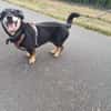 Klein, sportlich, sucht Liebe: 🐾 Tyson
