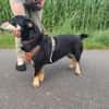 Klein, sportlich, sucht Liebe: 🐾 Tyson