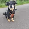 Klein, sportlich, sucht Liebe: 🐾 Tyson