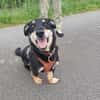 Klein, sportlich, sucht Liebe: 🐾 Tyson