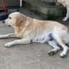 Liebe Labrador-Mix-Dame Nelli