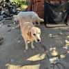 Liebe Labrador-Mix-Dame Nelli