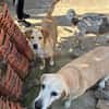 Liebe Labrador-Mix-Dame Nelli
