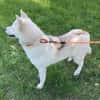 Daisy Snow - Schneekönigin sucht Familie