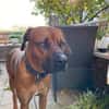 Themba sucht ein Zuhause