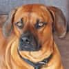 Themba sucht ein Zuhause