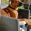 Themba sucht ein Zuhause