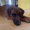 Cicco sucht sein Zuhause