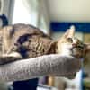 Kuschelmaus Kiwi sucht warmes Sofa