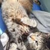 Kuschelmaus Kiwi sucht warmes Sofa