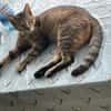Kuschelmaus Kiwi sucht warmes Sofa