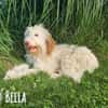 Bella wünscht sich fürsorgliche Menschen