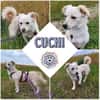 CUCHI * verspieltes Hundekind