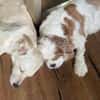 CUCHI * verspieltes Hundekind