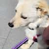 CUCHI * verspieltes Hundekind