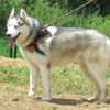 THORAK