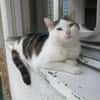 Minou