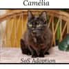 CAMELIA