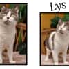 LYS