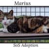 MARIUS