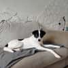 Pongo
