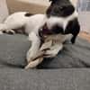 Pongo