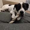 Pongo