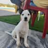 CHIPIE (Animalea)
