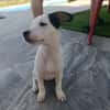 CHIPIE (Animalea)