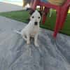 CHIPIE (Animalea)