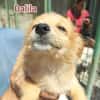 dalila