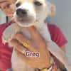 greg
