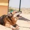 TURCO (Patitas)