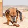 TURCO (Patitas)