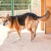 TURCO (Patitas)