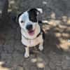 Amara sucht geduldiges Zuhause