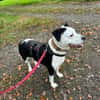 Amara sucht geduldiges Zuhause
