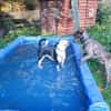 Amara sucht geduldiges Zuhause
