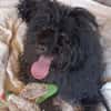 BOBBY sucht Zuhause