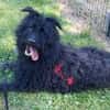 BOBBY sucht Zuhause