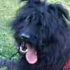BOBBY sucht Zuhause