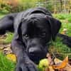 Cane Corso sucht Rasseliebhaber