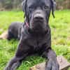 Cane Corso sucht Rasseliebhaber