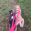 Dein Freund Buddy