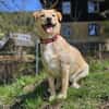 SAYA - geb. ca. 05/2024 - Mischling